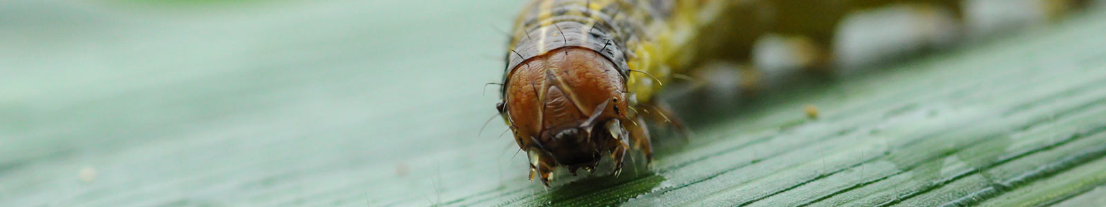 Fall Armyworm banner