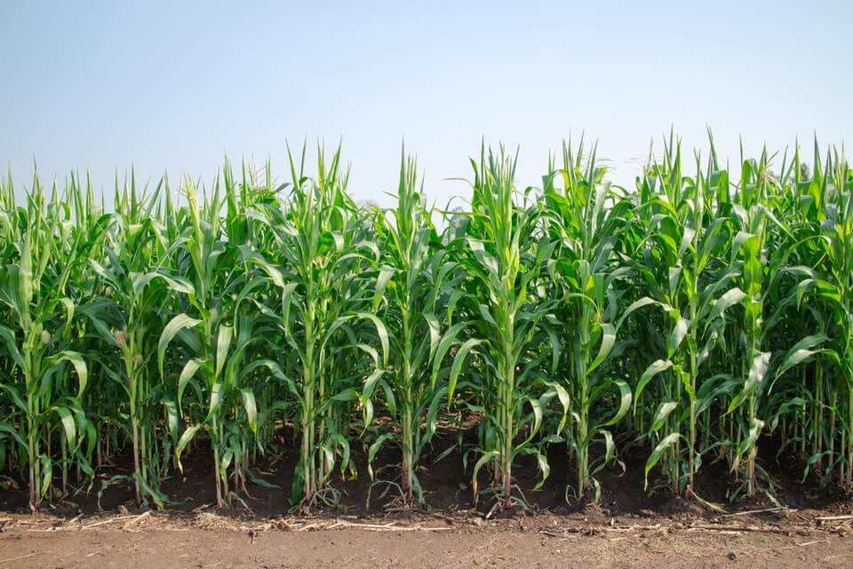 News: 'Smart crops' to call in bodyguards when attacked