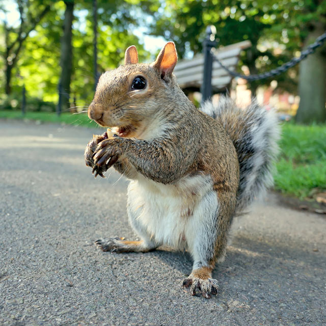 Keith the Squirrel, Nutology, 2017