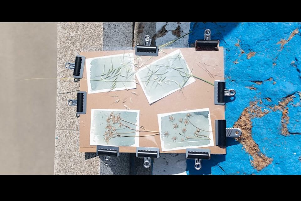 clip board with four cyanotype prints being made with natural materials