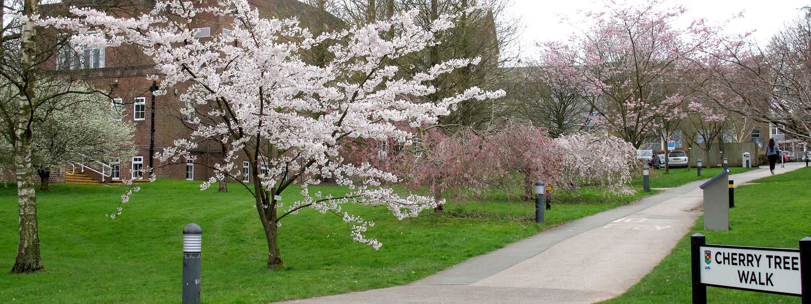 National collection of flowering cherries