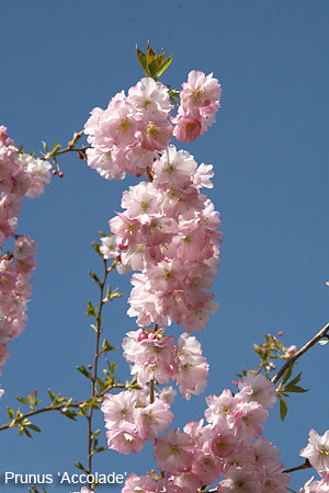 Prunus 'Accolade'