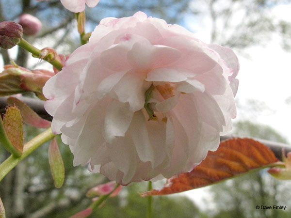 Prunus 'Beni-tamanishiki'