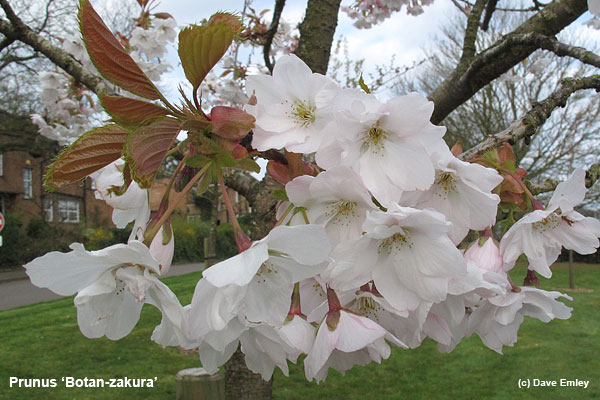 Prunus 'Botan-zakura'