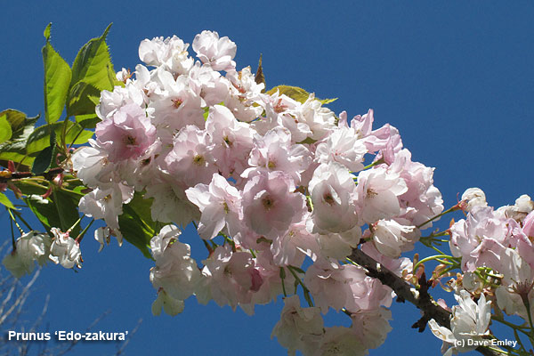 Prunus 'Edo-zakura'