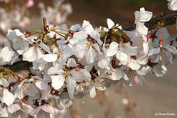 Prunus incisa 'Pendula'