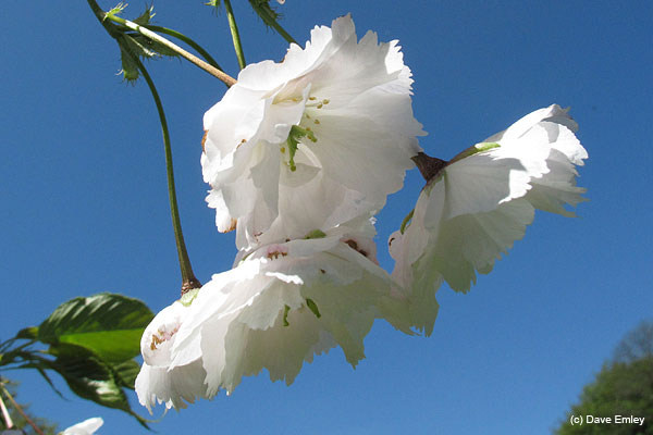 Prunus 'Jo-nioi'