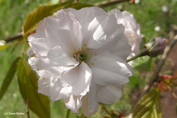 Prunus 'Kiku-zakura'