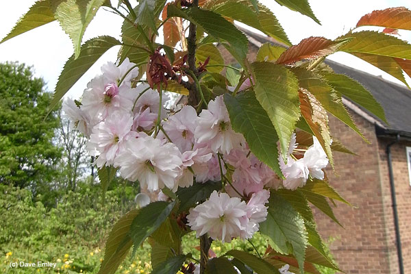 Prunus 'Kofugen'