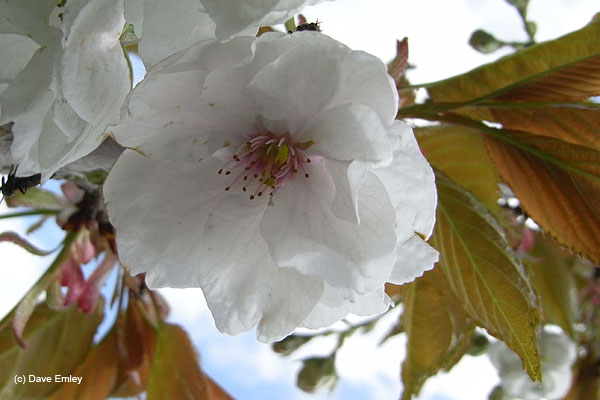 Prunus 'Matsumae-ohsio'