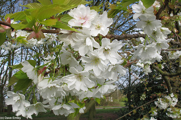 Prunus 'Matsumae-tama-gaki'