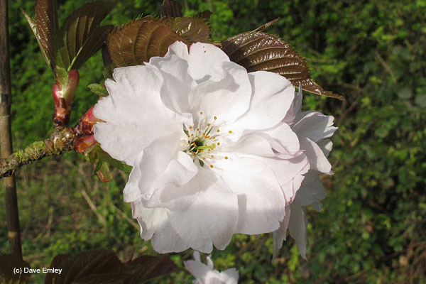 Prunus 'Matsumae-usuyuki'