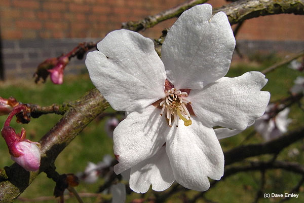 Prunus 'Marie Mallet'