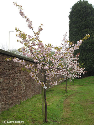 Prunus 'Matsumae-beni-botan'