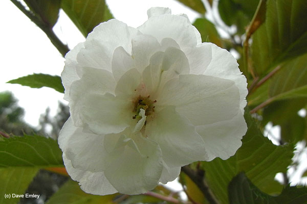 Prunus 'Matsumae-hana-zomei'