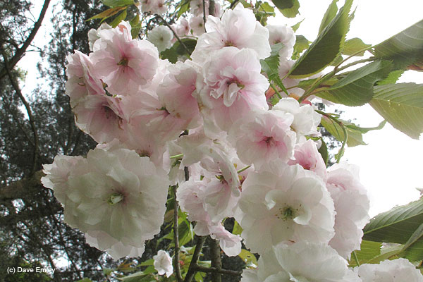 Prunus 'Matsumae-hana-zomei'