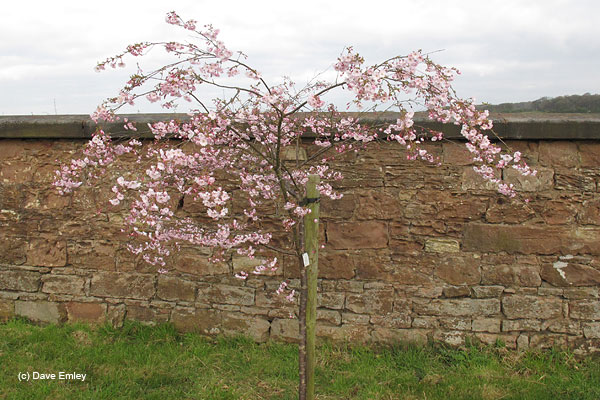 Prunus 'Pink Ballerina'
