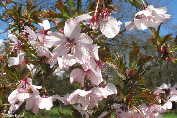 Prunus 'Pink Favourite'