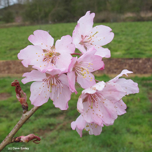 Prunus 'Pink of Bray'