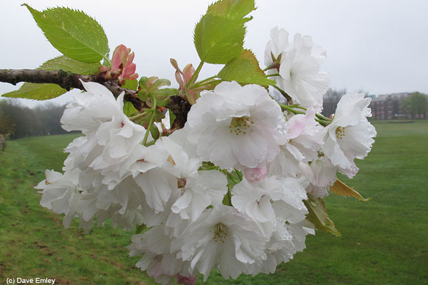 Prunus 'Ranran'