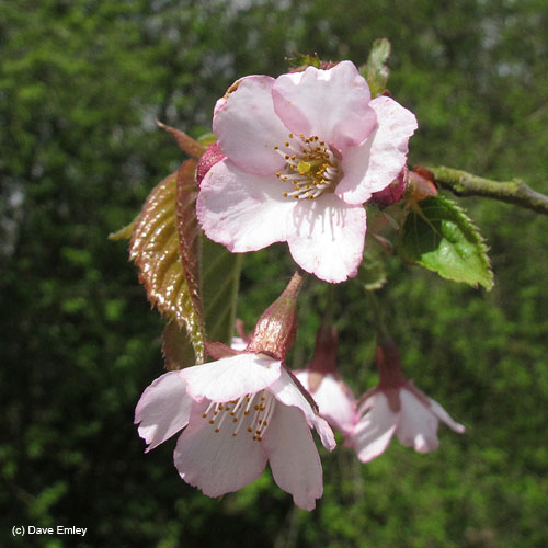 Prunus 'Rosa Traum'
