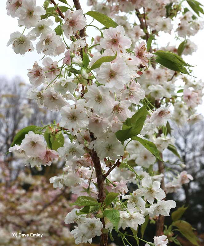 Prunus Shizuku