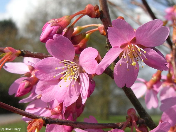 Prunus 'Sweetheart'