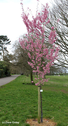 Prunus 'Sweetheart' tree
