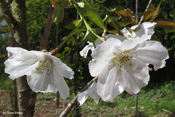 Prunus 'Senriko'