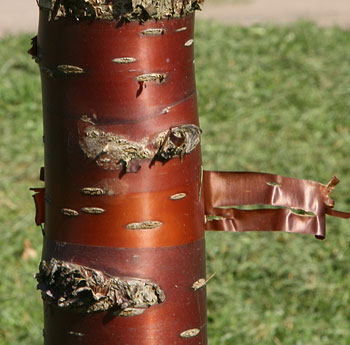 Prunus serrula bark