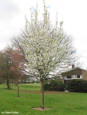 Prunus 'Snow Goose' tree