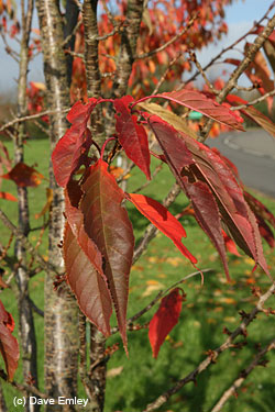 Prunus 'Ukon' autumn leaves