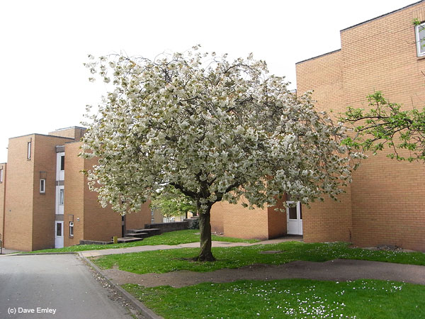 Prunus 'Ukon' tree