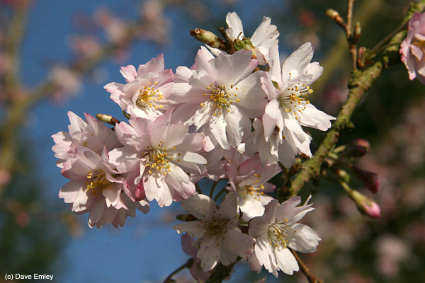Prunus x subhirtella 'Autumnalis-rosea'