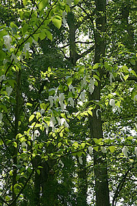 Handkerchief tree