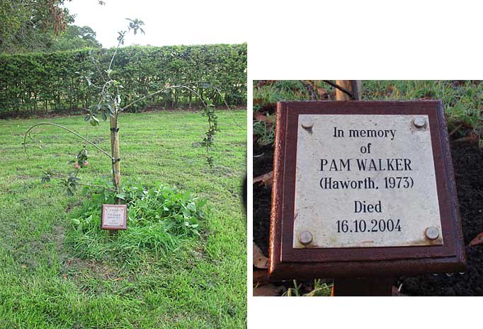 Pam Walker tree and plaque