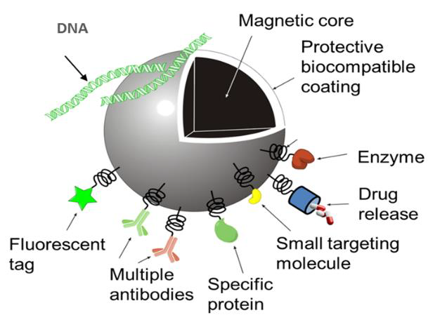 The image is a schematic of the multifunctional properties of iron oxide based nanoparticles for medical applications
