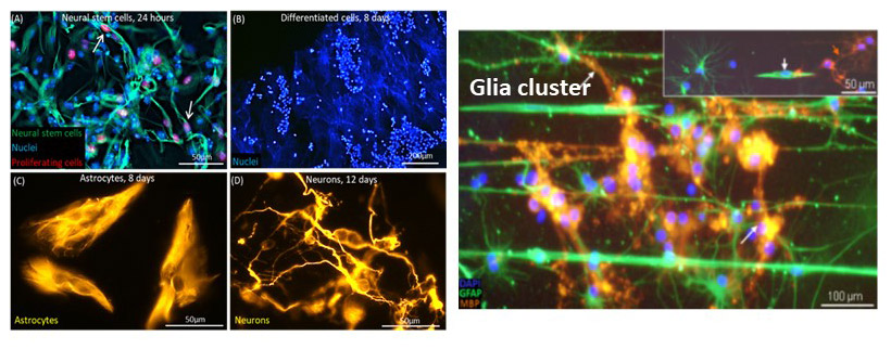 Guided neural tissue engineering