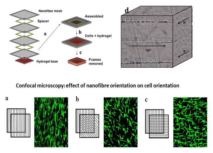 Construction of the orthogonally arranged nanofiber meshes in hydrogel