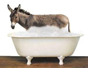 Donkey in a bath