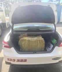 Hay bail in the boot of a car
