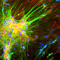Curious Neurons